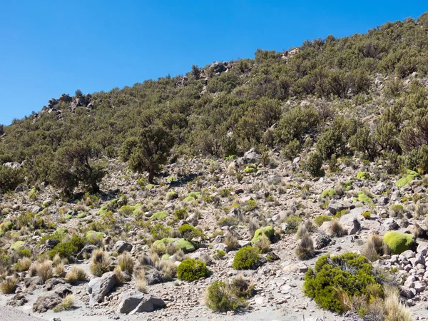 Forêt Quenoa Polylepis Tarapacana Seule Végétation Qui Pousse 4000 Mètres — Photo