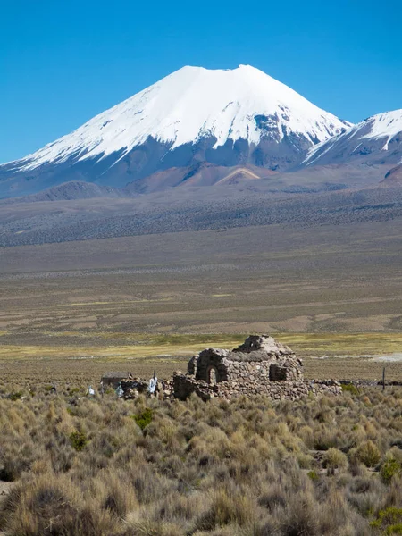 Vulkan Parinacota Hochandenlandschaft Den Anden Hohe Andine Tundra Landschaft Den — Stockfoto