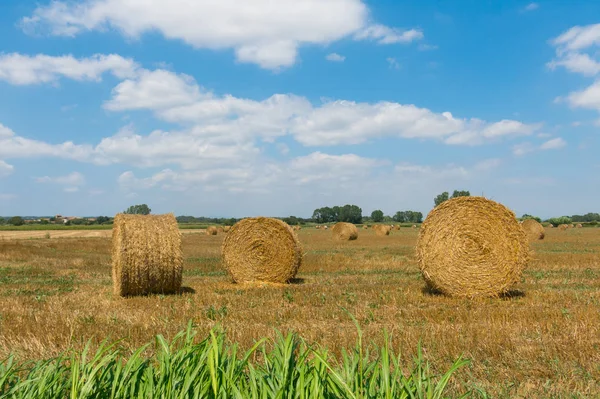 Tipikus Táj Emporda Katalóniában Kör Bála Szalma Tarló Területen Katalónia — Stock Fotó