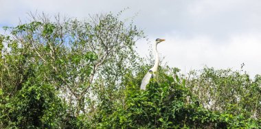 Yılan boyun kuş Madidi parkta. : Beni bölge, Pampa de Yacuma, Bolivia.