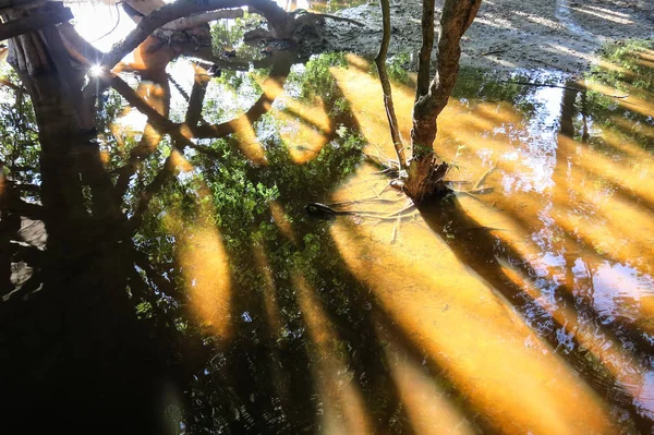 Yacuma Nehri Bolivya Orman Bolivya Amazon — Stok fotoğraf