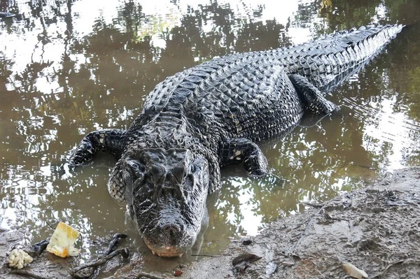 Madidi Milli Parkı, Bolivya, Caiman (Caimaninae)