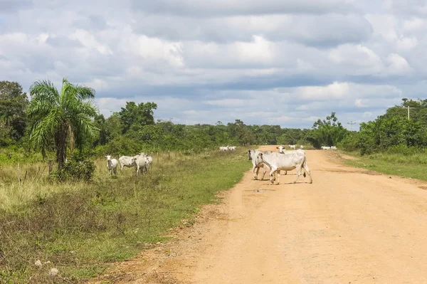 Manada Vacas Medio Camino Arena Pampa Yacuma Bolivia —  Fotos de Stock