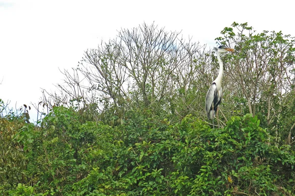 Yılan boyun kuş Madidi parkta. : Beni bölge, Pampa de Yacuma, Bolivia.