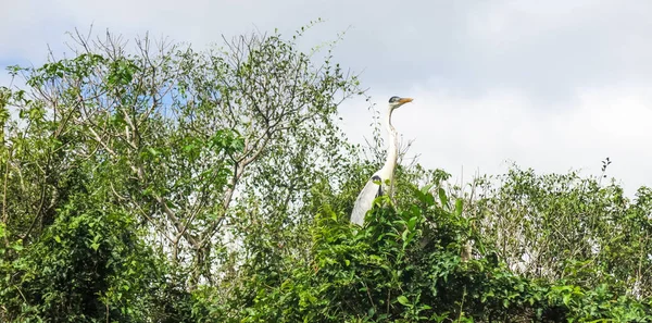 Yılan boyun kuş Madidi parkta. : Beni bölge, Pampa de Yacuma, Bolivia.