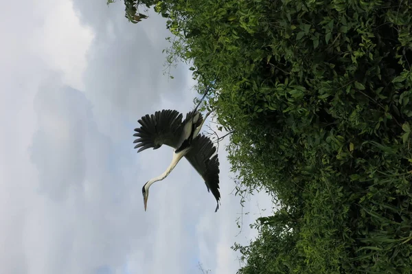 Snake Neck Bird Madidi Park Beni Region Pampas Yacuma Bolivia — Stock Photo, Image