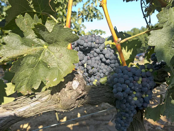 Красный виноград на винограднике перед сбором урожая — стоковое фото