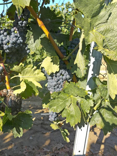 Uve rosse sulla vite poco prima della vendemmia — Foto Stock