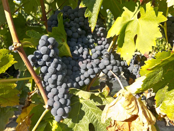 Uvas vermelhas em videira pouco antes da colheita — Fotografia de Stock