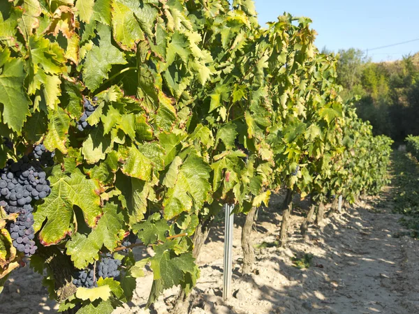 Vue d'un vignoble à la rioja, Espagne — Photo