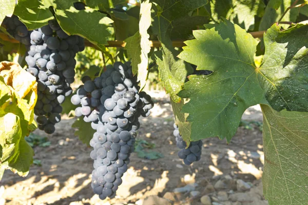 Uve rosse sulla vite poco prima della vendemmia — Foto Stock