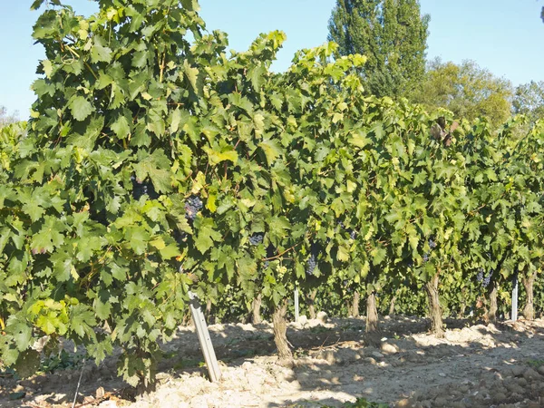 Vista de un viñedo en La Rioja, España —  Fotos de Stock