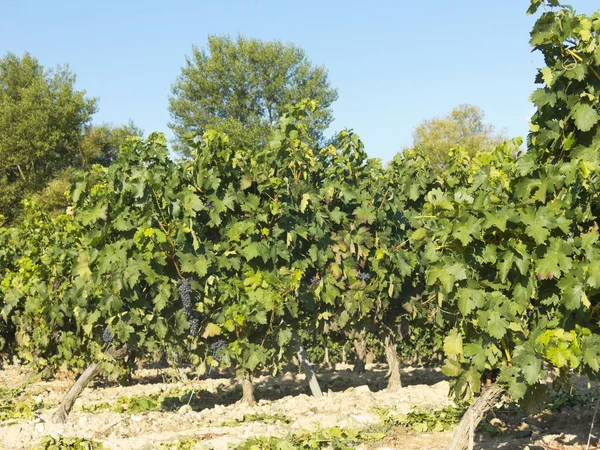 Veduta di un vigneto a la rioja, Spagna — Foto Stock