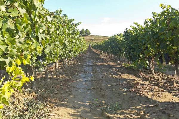 Перегляд wineyard у Ла-Ріоха, Іспанія — стокове фото