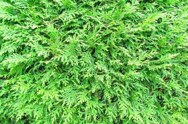 yeşil bitkilerin arka plan