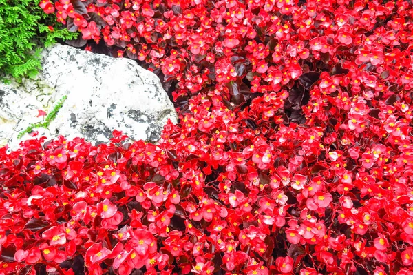 Background of red plants — Stock Photo, Image