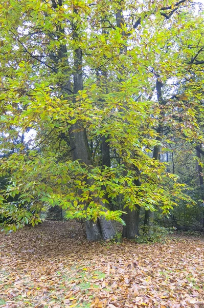 Impression automnale de la forêt de Saxe, près de Hambourg. Allemagne — Photo