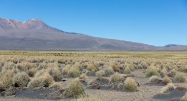 And Dağları'nın dağlarda yüksek and tundra peyzaj. 
