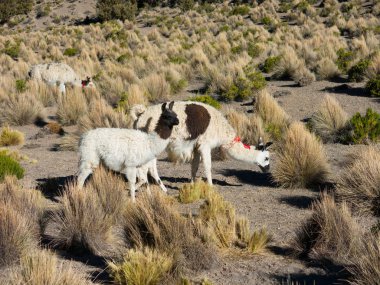 Bolivya altiplano t yakınındaki bataklık ile Llamas otlatmak