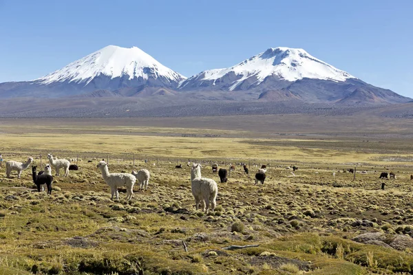 Paisaje de los Andes, con llamas pastando . — Foto de Stock