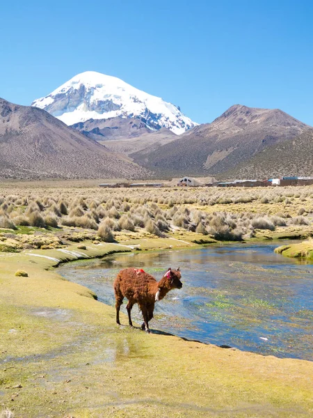 Llamas et alpagas pâturent dans les montagnes avec le mont Sajama behi — Photo