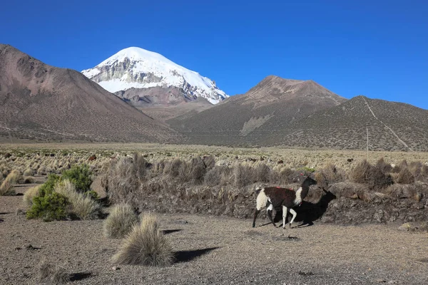 El paisaje andino con manada de llamas — Foto de Stock