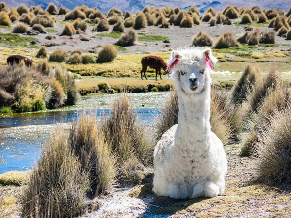 Llamas pastan a través de las marismas del altiplano boliviano cerca de t — Foto de Stock