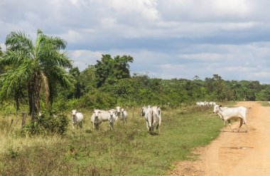 Bolivya'da Pampas de Yacuma'da sürüsü.
