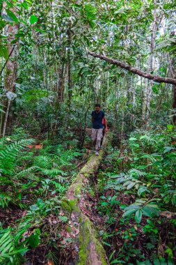 Madidi Ulusal Amazon ormanına yürüyen bir bolivyalı