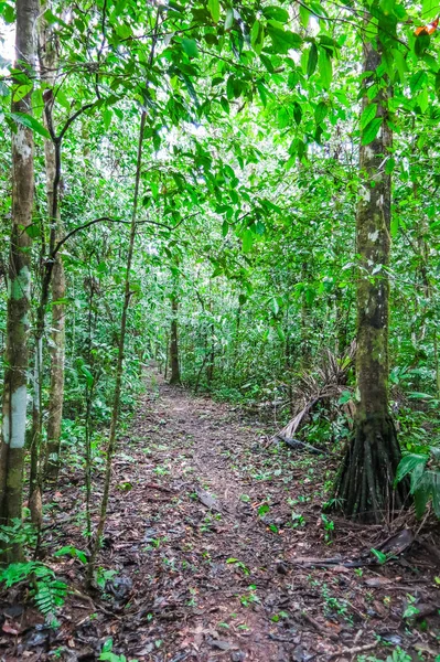 Amazon bos in het Nationaalpark Madidi, Bolivia — Stockfoto