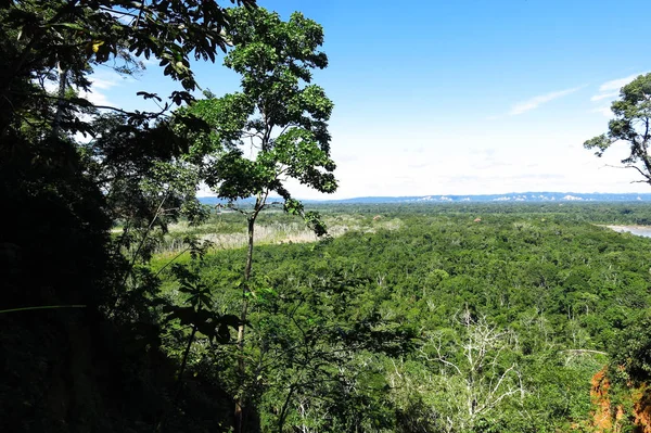 Панорамный вид Амазонского леса, Боливия — стоковое фото