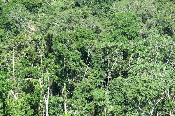 Panoramic of Amazon forest, Bolivia