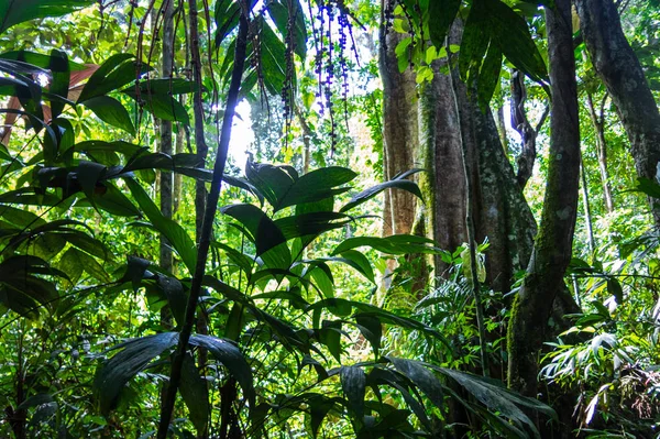 Forêt amazonienne dans le parc national de Madidi, Bolivie — Photo