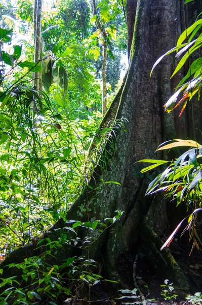 Amazon lasu w Madidi Park Narodowy, Boliwia — Zdjęcie stockowe