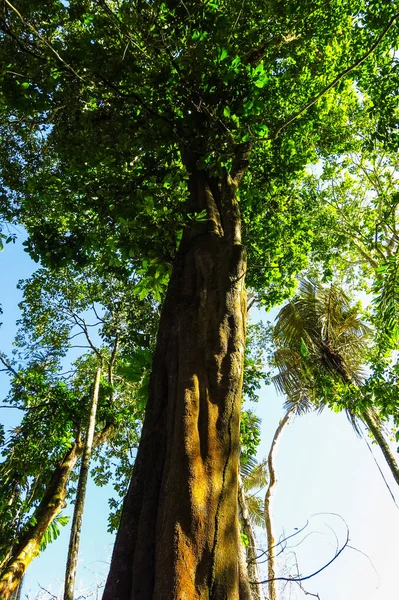 Bosque Amazónico en el Parque Nacional Madidi, Bolivia — Foto de Stock