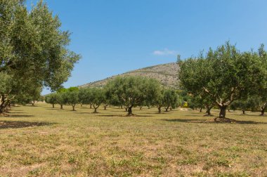İspanya, Akdeniz, Emporda, Girona, Cata zeytin ağaçları alan