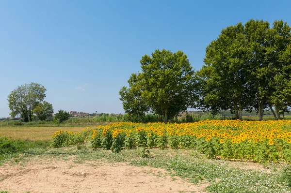 Champ de tournesols sous le ciel bleu — Photo