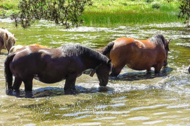 Vahşi atlar Aran Valley Katalanca Pyrenees, İspanya