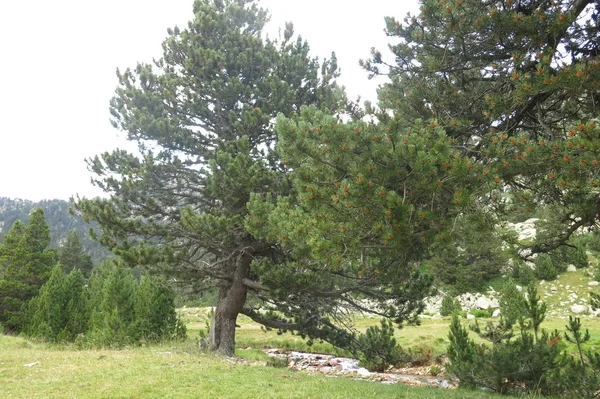 Vista do vale de Llubriqueto no parque nacional Aiguestortes, Catalo — Fotografia de Stock