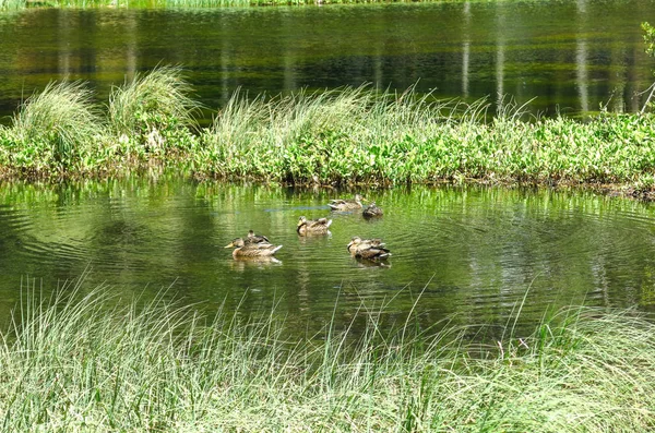 View of a family of ducks in the Oles pond. — Stock Photo, Image