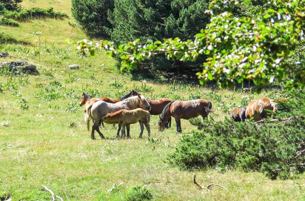 Divocí koně v údolí Aran v Katalánské Pyreneje, Španělsko — Stock fotografie