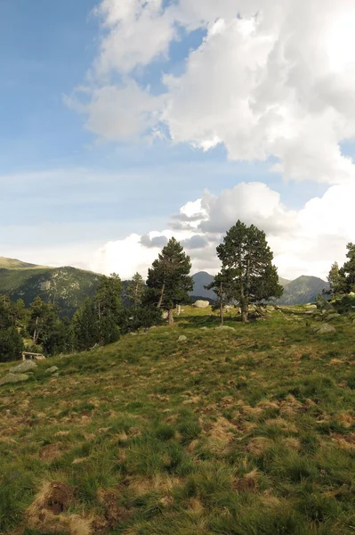 Перегляд Llubriqueto Долина у національному парку Aiguestortes, гібрид великої рогатої худоби — стокове фото