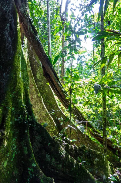 Forêt amazonienne dans le parc national de Madidi, Bolivie — Photo
