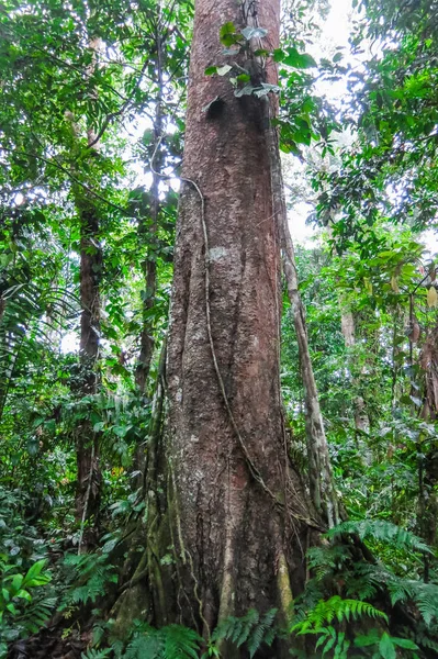 Amazonas skov i Madidi National Park, Bolivia - Stock-foto