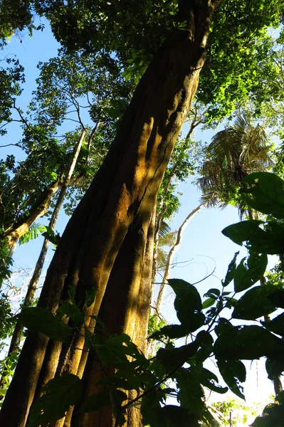 Amazon lasu w Madidi Park Narodowy, Boliwia — Zdjęcie stockowe