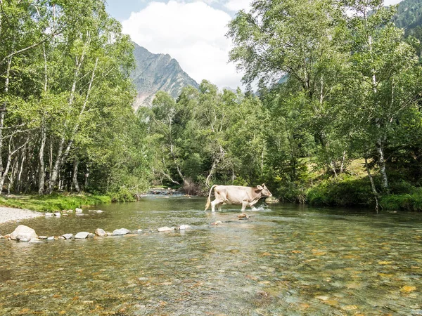 Vacas que cruzan un río en el Pla De Boavi; en la provincia de Ll —  Fotos de Stock