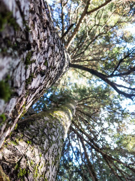 Árbol de pinos de las Aiguestortes y Parque Nacional Sant Maurici, r — Foto de Stock