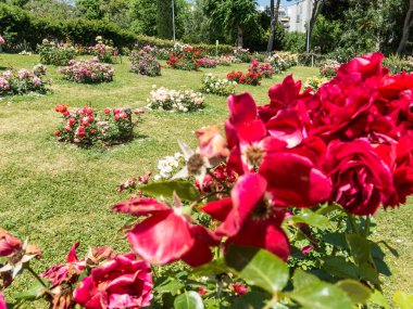 Park Cervantes, gül bahçesi, Barselona. 