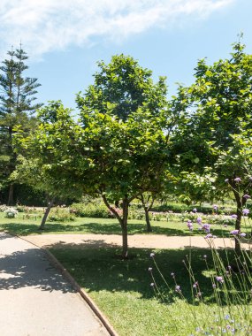 Park Cervantes, gül bahçesi, Barselona. 