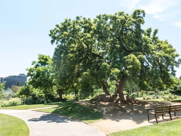 Het Park Cervantes, rozentuin, Barcelona. — Stockfoto